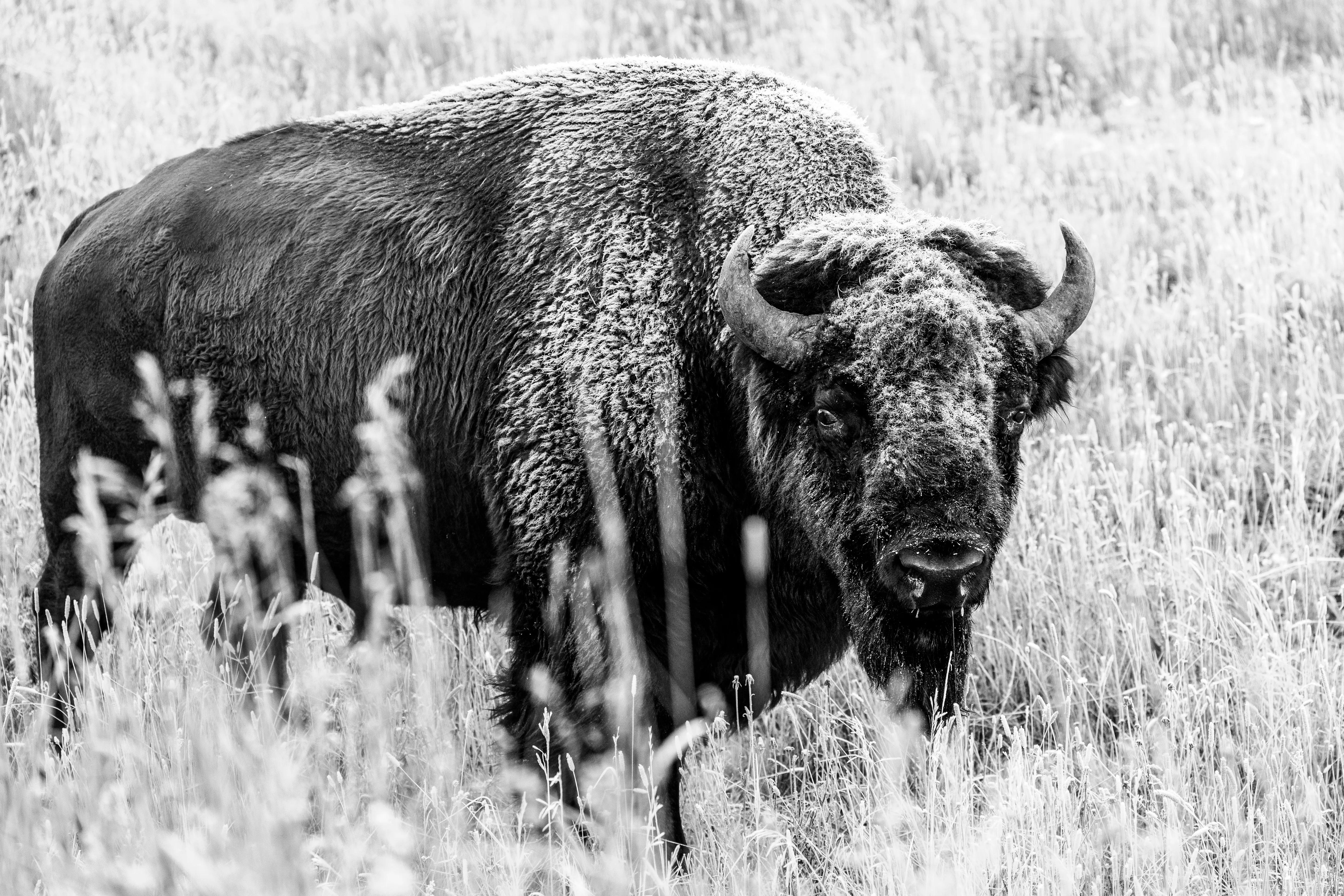 A bison standing in frosted grass, looking toward the camera